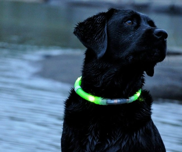 Glowdoggie Collar